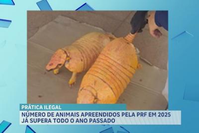 Número de animais apreendidos pela PRF em 2025 já supera todo o ano passado