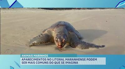 Encalhe de animais marinhos tem sido comum no litoral maranhense