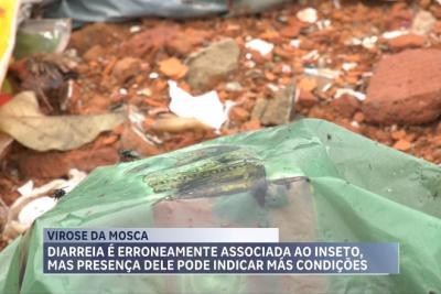 Aumento de chuvas requer cuidados redobrados com a “virose da mosca”