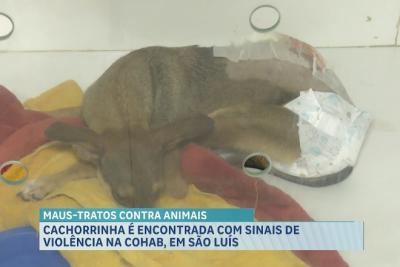 Cadela é encontrada com sinais de violência na Cohab, em São Luís