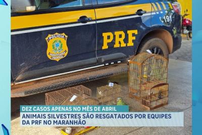Três aves silvestres são resgatadas pela PRF em Açailândia e Cidelândia