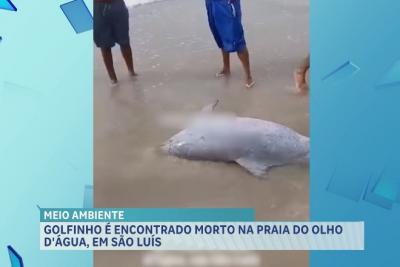 Golfinho é encontrado morto em praia de São Luís