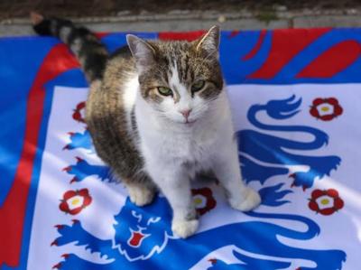 Conheça o gato que vive há 15 anos no gabinete do governo britânico