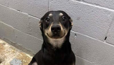 ‘Sorriso’ em fotos ajuda cão que vivia em abrigo a encontrar nova família