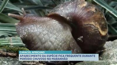 Caracol Africano vira frequente durante período chuvoso no Maranhão 