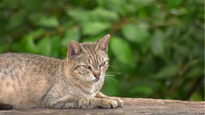 Maus-tratos a animais geram debate em São Luís