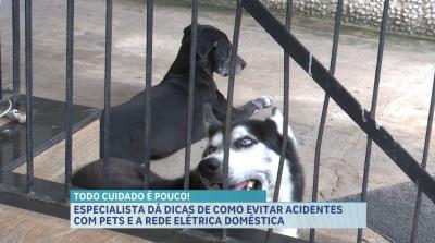 Pets e Eletricidade: Dicas essenciais para evitar choques e garantir o bem-estar