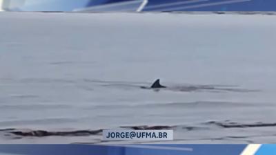 Animal marinho é registrado em vídeo e chama atenção da população; biólogo explica