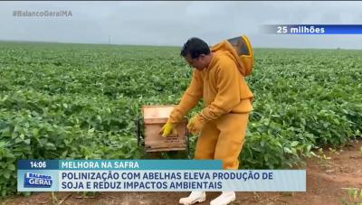 Agro Record: polinização de abelhas eleva produção de soja no município Montividiu