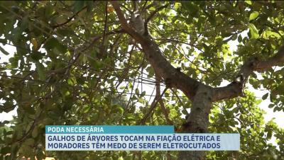 Moradores denunciam risco de queda de árvore na Rua Saraiva, em São Luís