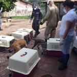 Cães sendo retirados da residência da idosa (Imagem: MPMA)