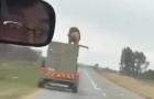 Leão escapa, pula do teto de caminhão e anda em estrada na África do Sul
