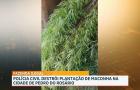 Polícia destrói plantação de maconha e prende 3 suspeitos na baixada maranhense