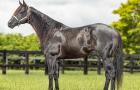 Black Cat Líder: o cavalo brasileiro que quebrou recorde mundial