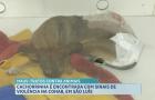 Cadela é encontrada com sinais de violência na Cohab, em São Luís