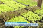 Período chuvoso favorece algumas culturas, mas exige cuidados extras na produção de hortaliças