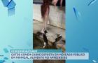 Gatos são flagrados comendo carne exposta em um mercado público, em Mirinzal