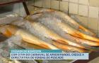 Quaresma aumenta movimento em feiras e impulsiona comércio de pescado na capital