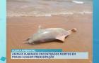 Animais marinhos encontrados mortos em praias causam preocupação