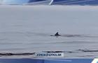 Animal marinho é registrado em vídeo e chama atenção da população; biólogo explica